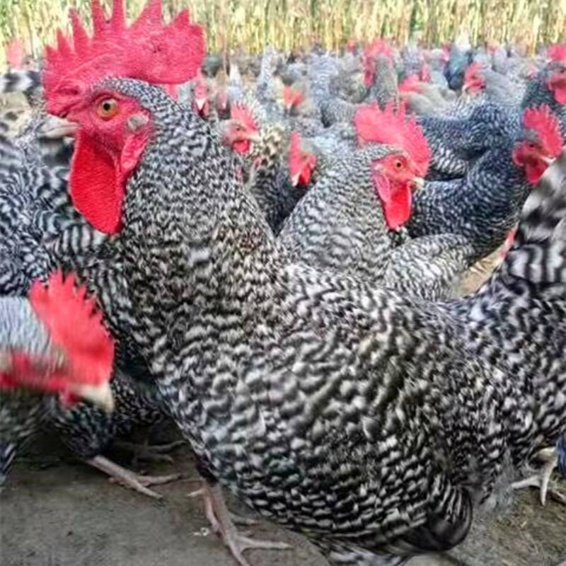 雞硒-維生素E缺乏癥的臨床癥狀、剖檢變化和治 療