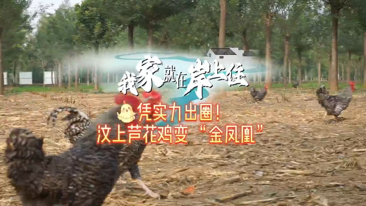 我家就在岸上住丨憑實力出圈！汶上蘆花雞變 “金鳳凰”